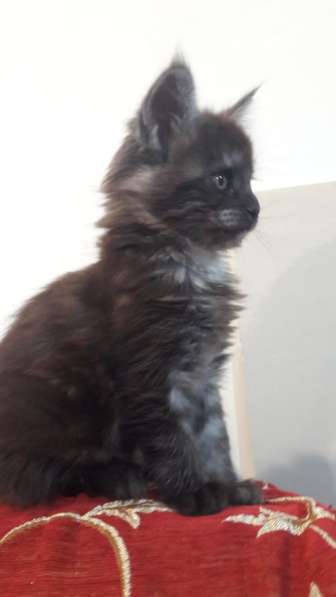 Девочка Мейн Кун в Ставрополе фото 8