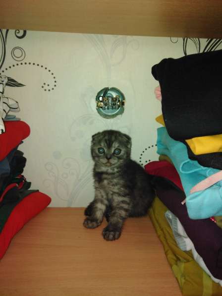 Продам котят в Снежинске фото 5