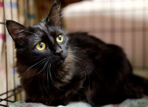 Элегантная Джейн Ли ищет себе друга