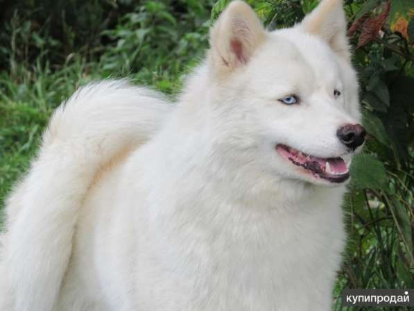 Якутская лайка в Санкт-Петербурге