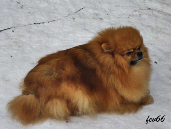 Кобель 4 года В ДАР