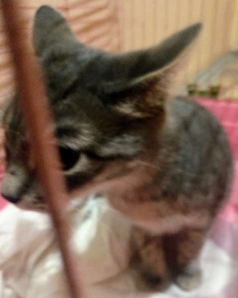 Сос! Кошечку выкинули на улицу в Москве фото 35