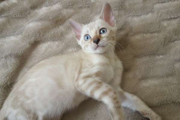 Бенгальские котята в фото 8