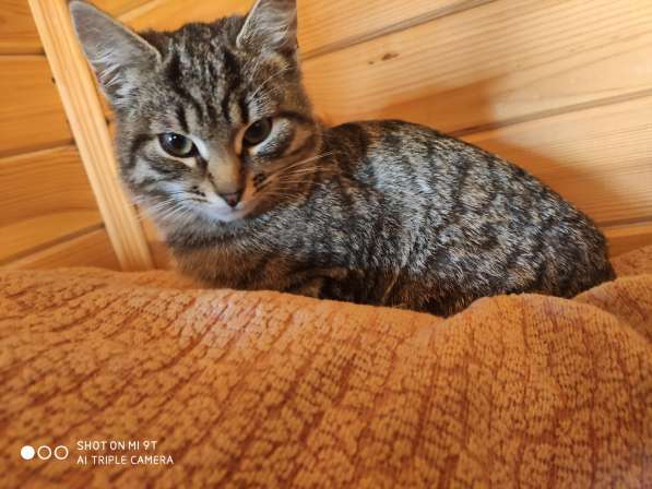 Котята ждут хозяев! в Москве фото 6