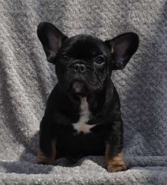 French bulldog. Black tan boy в