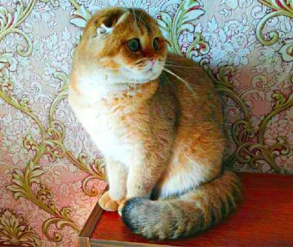 Котята золотая тикированная шиншилла в фото 4