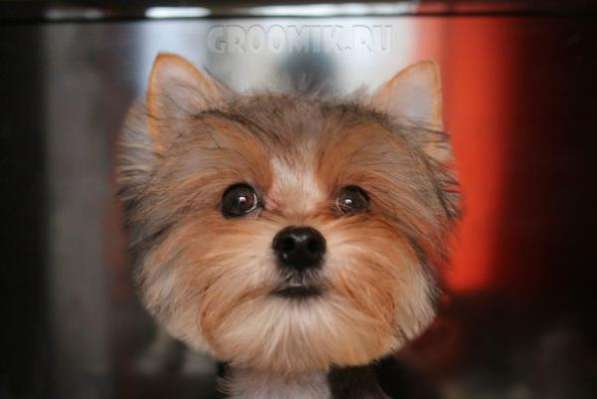 Стрижка собак и кошек