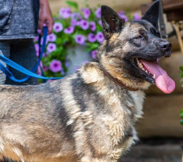 Красавчик Ронни ищет дом! в Москве