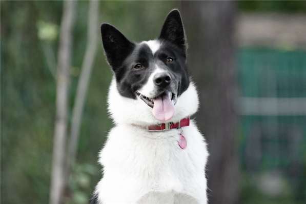 Красивый пёс Рэнди в добрые руки! в Москве фото 35