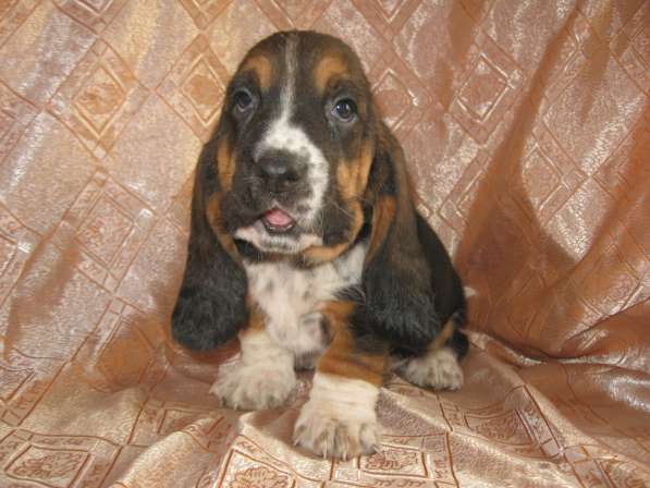 Продаются щенки бассет-хаунда в фото 12