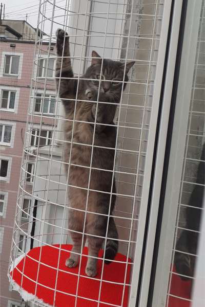 Балкон кошек на окно "Васька" Katfreedom в Москве фото 4