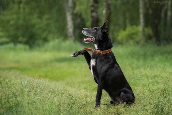 Статный красавец Виконт ищет семью в Москве фото 28