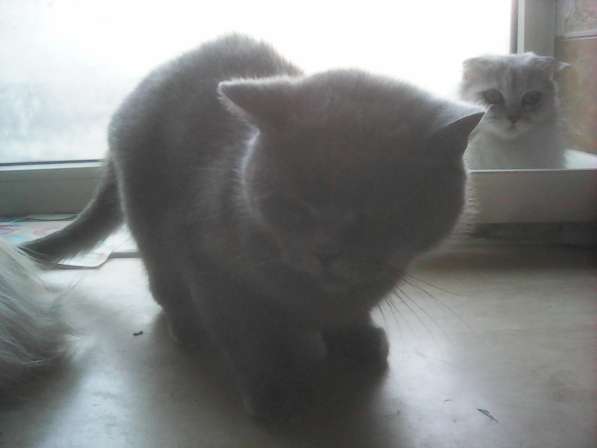 Продам британскую кошку в Таганроге фото 8
