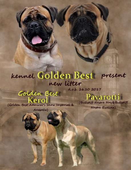 Бульмастифы в Екатеринбурге в Екатеринбурге фото 8