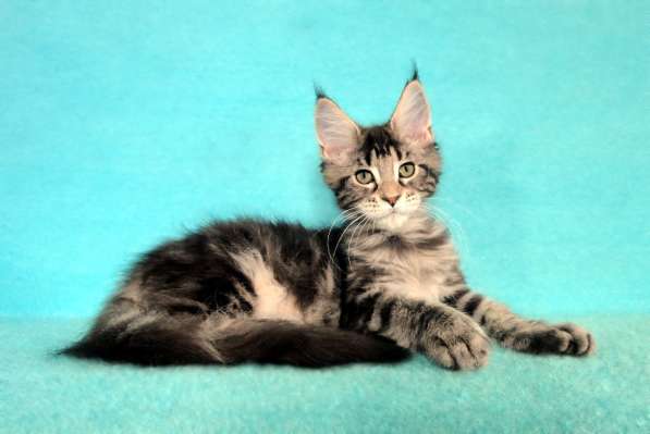 Апельсинки к Новому Году в Рязани фото 61