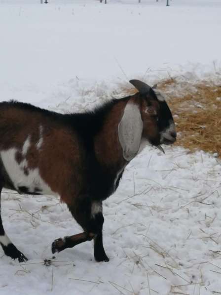 Продам нубийского козла в Москве фото 3