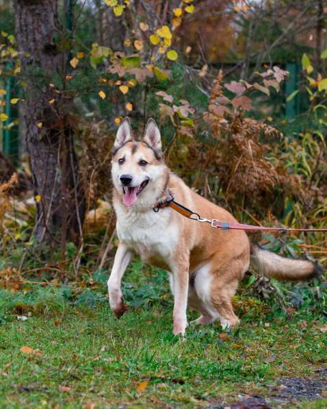 Красивый активный пёс Маффин ищет дом в Санкт-Петербурге фото 12