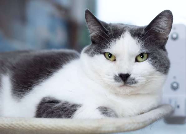 Ласковая и спокойная кошечка Василиса в дар в Москве фото 3