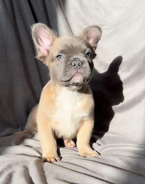 French bulldog. Fluffy boy в 