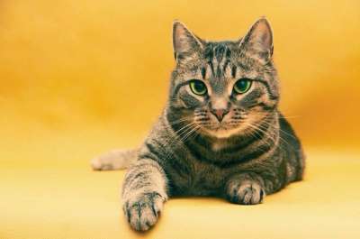 Отдам даром Василиус - эрмитажный кот