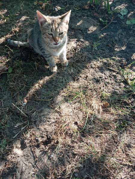 Котенок в дар в фото 7