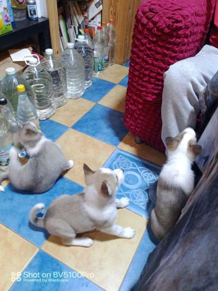 Волкособ. Только для знающих породу в Ростове-на-Дону