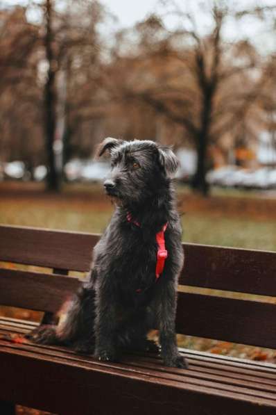 Бородатик Соня ищет дом в Москве фото 9