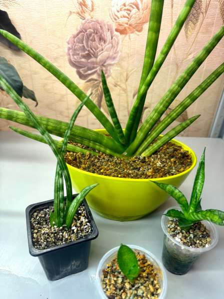 Сансевиериии в Новокузнецке