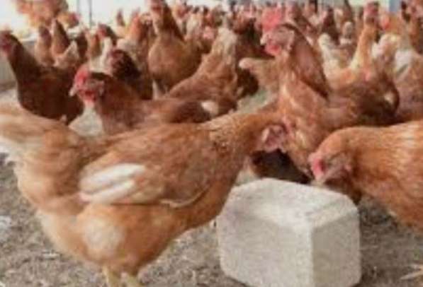 Куры несушки хорошей яйценоскости