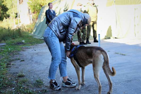 Отдам пса в хорошие руки