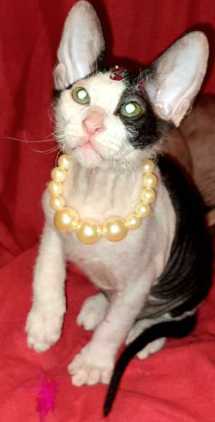 Донской сфинкс, мальчик в Санкт-Петербурге фото 3