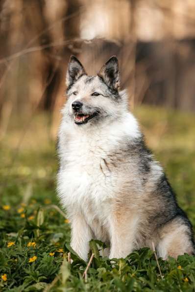 Общительная и добродушная бородатая дама Софа в Москве фото 3