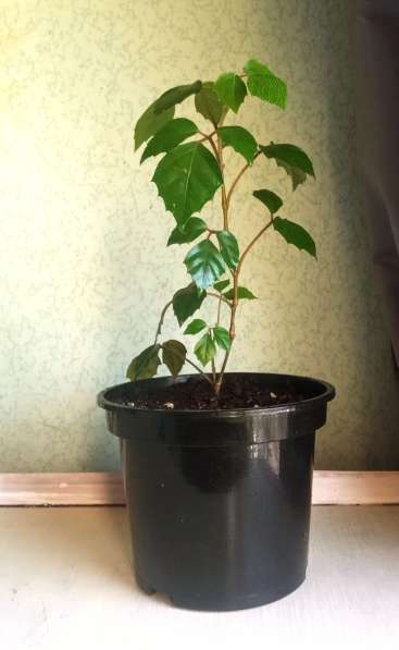 Березка молодая в Москве фото 5