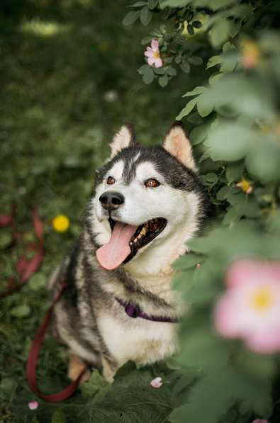 Канзи ищет дом. В добрые руки в Москве