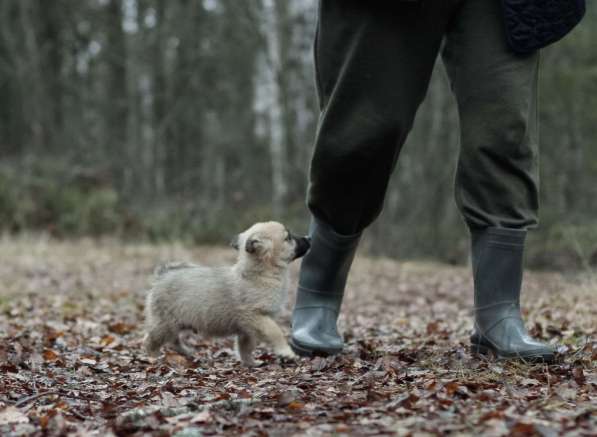 Крохи-щенки — вырастут маленькими в Москве фото 5