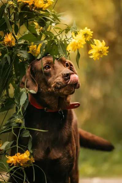 Метис лабрадора Валико ищет дом в Москве фото 3