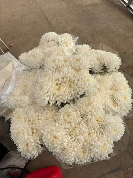 Продажа Цветов в Армавире фото 3