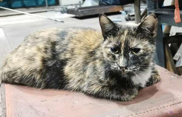 Отдам кошечку-подростка в добрые руки