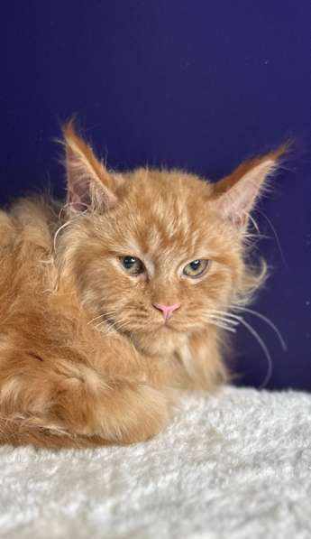 Котята Мейн Кун