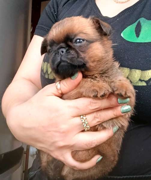 Рыжий мальчик пти-брабансон в Москве