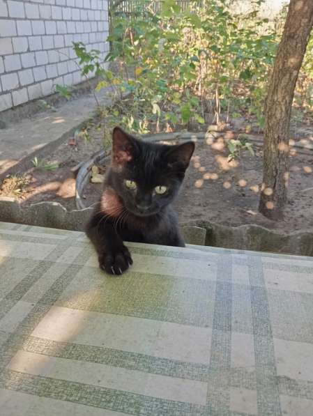 Самый лучший котенок в фото 8