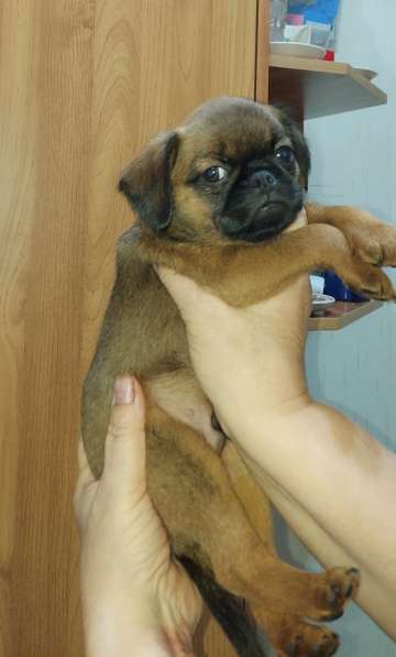 Щенок Пти брабансон в Белой Калитве фото 5