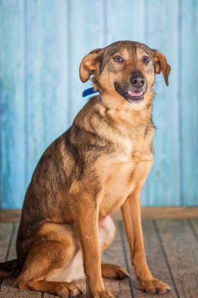 Собачка Симона (просто прелесть) в добрые руки в Москве фото 4