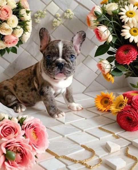 French bulldog. Boy