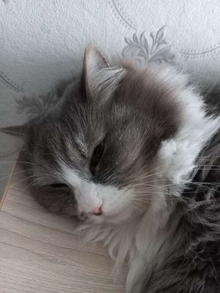 Кот сибиряк,4 года в Новосибирске фото 25