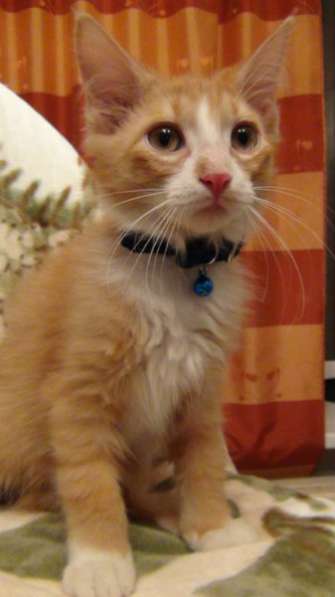 Отдам даром Славные малыши в поисках дома в Санкт-Петербурге фото 3