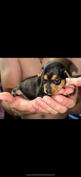 Мини той терьер