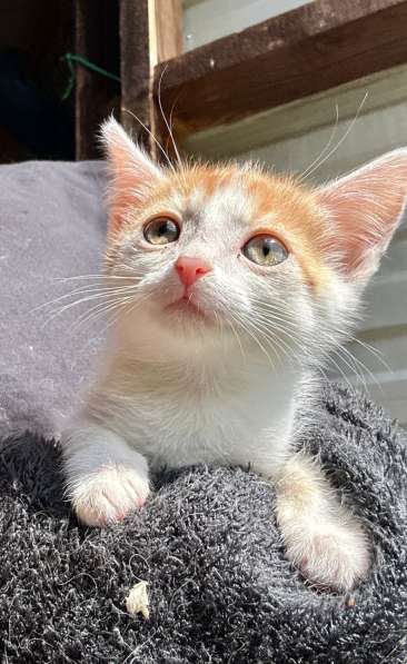 Милый котёнок Драго в добрые руки в Москве фото 4