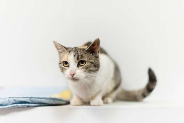 Изящная кошечка Афина ищет семью в Москве