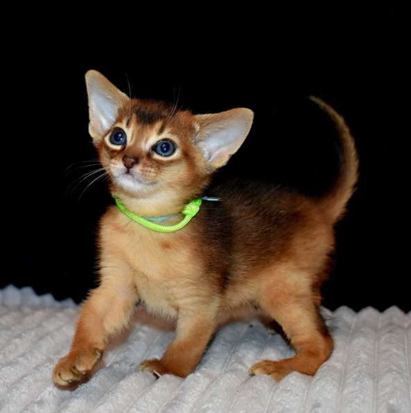Абиссинские котята в Москве фото 12